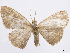  (Semaeopus oaxacana - CCDB-37905-F02)  @11 [ ] CreativeCommons - Attribution (2024) CBG Photography Group Centre for Biodiversity Genomics