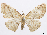  (Semaeopus plerta - CCDB-37905-F03)  @11 [ ] CreativeCommons - Attribution (2024) CBG Photography Group Centre for Biodiversity Genomics