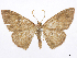  (Semaeopus zova - CCDB-37905-F04)  @11 [ ] CreativeCommons - Attribution (2024) CBG Photography Group Centre for Biodiversity Genomics