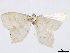  (Scopula enuncloides - CCDB-37905-F09)  @11 [ ] CreativeCommons - Attribution (2024) CBG Photography Group Centre for Biodiversity Genomics