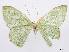  ( - CCDB-37905-G04)  @11 [ ] CreativeCommons - Attribution (2024) CBG Photography Group Centre for Biodiversity Genomics