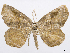  ( - CCDB-37905-G06)  @11 [ ] CreativeCommons - Attribution (2024) CBG Photography Group Centre for Biodiversity Genomics
