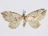  (Psaliodes onopera - CCDB-37905-H01)  @11 [ ] CreativeCommons - Attribution (2024) CBG Photography Group Centre for Biodiversity Genomics