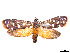 ( - CCDB-37907-B07)  @11 [ ] CreativeCommons - Attribution Share - Alike (2024) CBG Photography Group Centre for Biodiversity Genomics