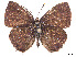  ( - CCDB-37907-B09)  @11 [ ] CreativeCommons - Attribution Share - Alike (2024) CBG Photography Group Centre for Biodiversity Genomics