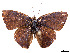  ( - CCDB-37907-B11)  @11 [ ] CreativeCommons - Attribution Share - Alike (2024) CBG Photography Group Centre for Biodiversity Genomics