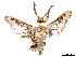  ( - CCDB-37907-C12)  @11 [ ] CreativeCommons - Attribution Share - Alike (2024) CBG Photography Group Centre for Biodiversity Genomics