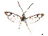  ( - CCDB-37907-D10)  @11 [ ] CreativeCommons - Attribution Share - Alike (2024) CBG Photography Group Centre for Biodiversity Genomics