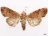  ( - CCDB-37908-C06)  @11 [ ] CreativeCommons - Attribution (2024) CBG Photography Group Centre for Biodiversity Genomics