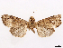  ( - CCDB-37908-C07)  @11 [ ] CreativeCommons - Attribution (2024) CBG Photography Group Centre for Biodiversity Genomics