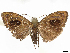  ( - CCDB-37908-F01)  @11 [ ] CreativeCommons - Attribution (2024) CBG Photography Group Centre for Biodiversity Genomics
