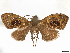  ( - CCDB-37908-F02)  @11 [ ] CreativeCommons - Attribution (2024) CBG Photography Group Centre for Biodiversity Genomics