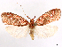  ( - CCDB-37908-F05)  @11 [ ] CreativeCommons - Attribution (2024) CBG Photography Group Centre for Biodiversity Genomics