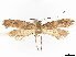  ( - CCDB-37908-F09)  @11 [ ] CreativeCommons - Attribution (2024) CBG Photography Group Centre for Biodiversity Genomics