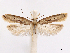  (Dichomeris ochthophora - CCDB-37908-G12)  @11 [ ] CreativeCommons - Attribution (2024) CBG Photography Group Centre for Biodiversity Genomics