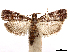 ( - CCDB-37909-B03)  @11 [ ] CreativeCommons - Attribution (2024) CBG Photography Group Centre for Biodiversity Genomics