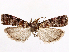  ( - CCDB-37909-B04)  @11 [ ] CreativeCommons - Attribution (2024) CBG Photography Group Centre for Biodiversity Genomics