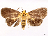  ( - CCDB-37909-C09)  @11 [ ] CreativeCommons - Attribution (2024) CBG Photography Group Centre for Biodiversity Genomics