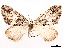  ( - CCDB-37909-D09)  @11 [ ] CreativeCommons - Attribution (2024) CBG Photography Group Centre for Biodiversity Genomics