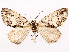  ( - CCDB-37909-E12)  @11 [ ] CreativeCommons - Attribution (2024) CBG Photography Group Centre for Biodiversity Genomics