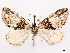  ( - CCDB-37909-G02)  @11 [ ] CreativeCommons - Attribution (2024) CBG Photography Group Centre for Biodiversity Genomics