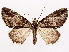  ( - CCDB-37909-G09)  @11 [ ] CreativeCommons - Attribution (2024) CBG Photography Group Centre for Biodiversity Genomics