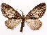  ( - CCDB-37909-G10)  @11 [ ] CreativeCommons - Attribution (2024) CBG Photography Group Centre for Biodiversity Genomics