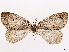  ( - CCDB-37909-H03)  @11 [ ] CreativeCommons - Attribution (2024) CBG Photography Group Centre for Biodiversity Genomics