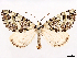  ( - CCDB-37910-B06)  @11 [ ] CreativeCommons - Attribution (2024) CBG Photography Group Centre for Biodiversity Genomics