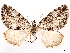  ( - CCDB-37910-B07)  @11 [ ] CreativeCommons - Attribution (2024) CBG Photography Group Centre for Biodiversity Genomics