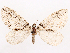  (Hydriomena tuolumne - CCDB-37910-C07)  @11 [ ] CreativeCommons - Attribution (2024) CBG Photography Group Centre for Biodiversity Genomics