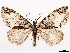  (Hydriomena mississippiensis - CCDB-37910-E01)  @11 [ ] CreativeCommons - Attribution (2024) CBG Photography Group Centre for Biodiversity Genomics