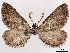  ( - CCDB-37910-G02)  @11 [ ] CreativeCommons - Attribution (2024) CBG Photography Group Centre for Biodiversity Genomics