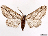  ( - CCDB-37910-G04)  @11 [ ] CreativeCommons - Attribution (2024) CBG Photography Group Centre for Biodiversity Genomics