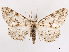  ( - CCDB-37910-G05)  @11 [ ] CreativeCommons - Attribution (2024) CBG Photography Group Centre for Biodiversity Genomics