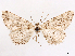  ( - CCDB-37910-G06)  @11 [ ] CreativeCommons - Attribution (2024) CBG Photography Group Centre for Biodiversity Genomics