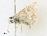  (Burnsius albezens - CCDB-39049-A11)  @11 [ ] CreativeCommons - Attribution Share - Alike (2024) CBG Photography Group Centre for Biodiversity Genomics