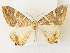 ( - CCDB-39049-D06)  @11 [ ] CreativeCommons - Attribution Share - Alike (2024) CBG Photography Group Centre for Biodiversity Genomics
