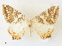  ( - CCDB-39049-D07)  @11 [ ] CreativeCommons - Attribution Share - Alike (2024) CBG Photography Group Centre for Biodiversity Genomics