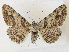  ( - CCDB-39049-E05)  @11 [ ] CreativeCommons - Attribution Share - Alike (2024) CBG Photography Group Centre for Biodiversity Genomics