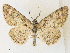  ( - CCDB-39049-E06)  @11 [ ] CreativeCommons - Attribution Share - Alike (2024) CBG Photography Group Centre for Biodiversity Genomics