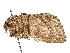  (Dasychira cardinalli - CCDB-39050-A07)  @11 [ ] CreativeCommons - Attribution Share - Alike (2024) CBG Photography Group Centre for Biodiversity Genomics