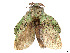  ( - CCDB-39050-B12)  @11 [ ] CreativeCommons - Attribution Share - Alike (2024) CBG Photography Group Centre for Biodiversity Genomics