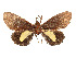 ( - CCDB-39050-C06)  @11 [ ] CreativeCommons - Attribution Share - Alike (2024) CBG Photography Group Centre for Biodiversity Genomics
