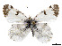  (Euchloe olympia - CCDB-39050-F10)  @11 [ ] CreativeCommons - Attribution Share - Alike (2024) CBG Photography Group Centre for Biodiversity Genomics
