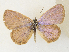 ( - CCDB-39051-C05)  @11 [ ] CreativeCommons - Attribution Share - Alike (2024) CBG Photography Group Centre for Biodiversity Genomics
