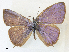  (Catopyrops keira - CCDB-39051-C12)  @11 [ ] CreativeCommons - Attribution Share - Alike (2024) CBG Photography Group Centre for Biodiversity Genomics