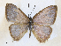  ( - CCDB-39051-D02)  @11 [ ] CreativeCommons - Attribution Share - Alike (2024) CBG Photography Group Centre for Biodiversity Genomics