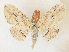  ( - CCDB-39051-G07)  @11 [ ] CreativeCommons - Attribution Share - Alike (2024) CBG Photography Group Centre for Biodiversity Genomics