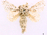  ( - CCDB-39053-C03)  @11 [ ] CreativeCommons - Attribution Share Alike (2024) CBG Photography Group Centre for Biodiversity Genomics